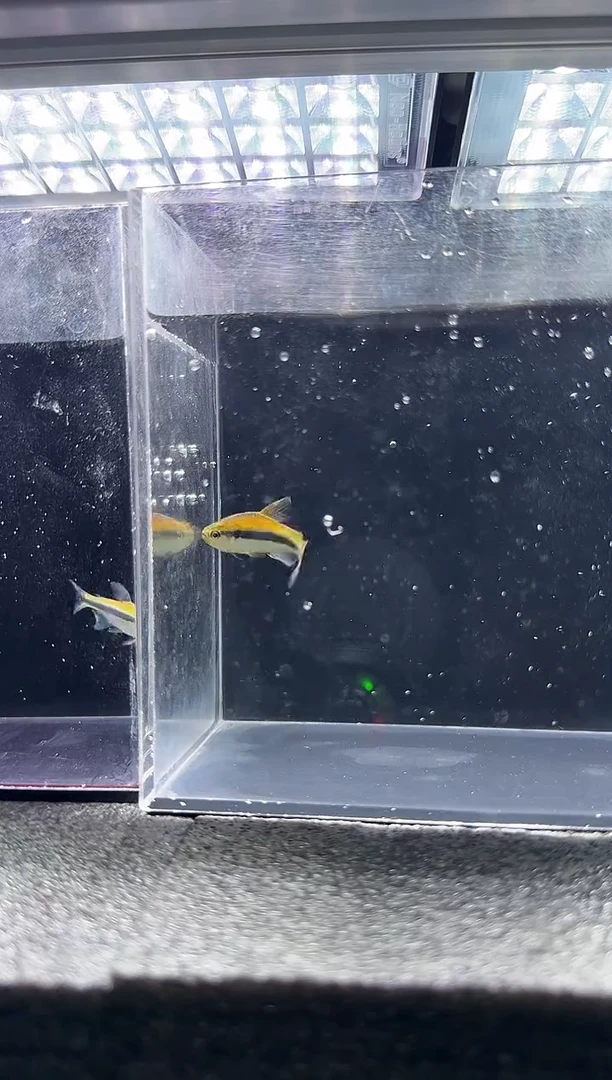 灯科鱼李****金白金柠檬蓝蒂