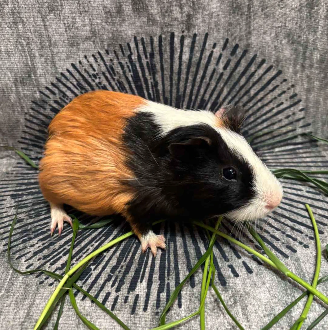 荷兰猪豚鼠天竺鼠宠物活体1-2月大
