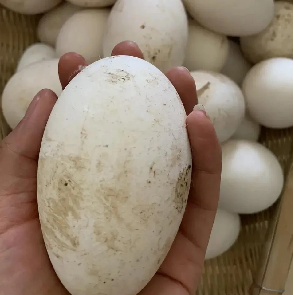 正宗农家散养新鲜鹅蛋 土鹅蛋 现捡现发