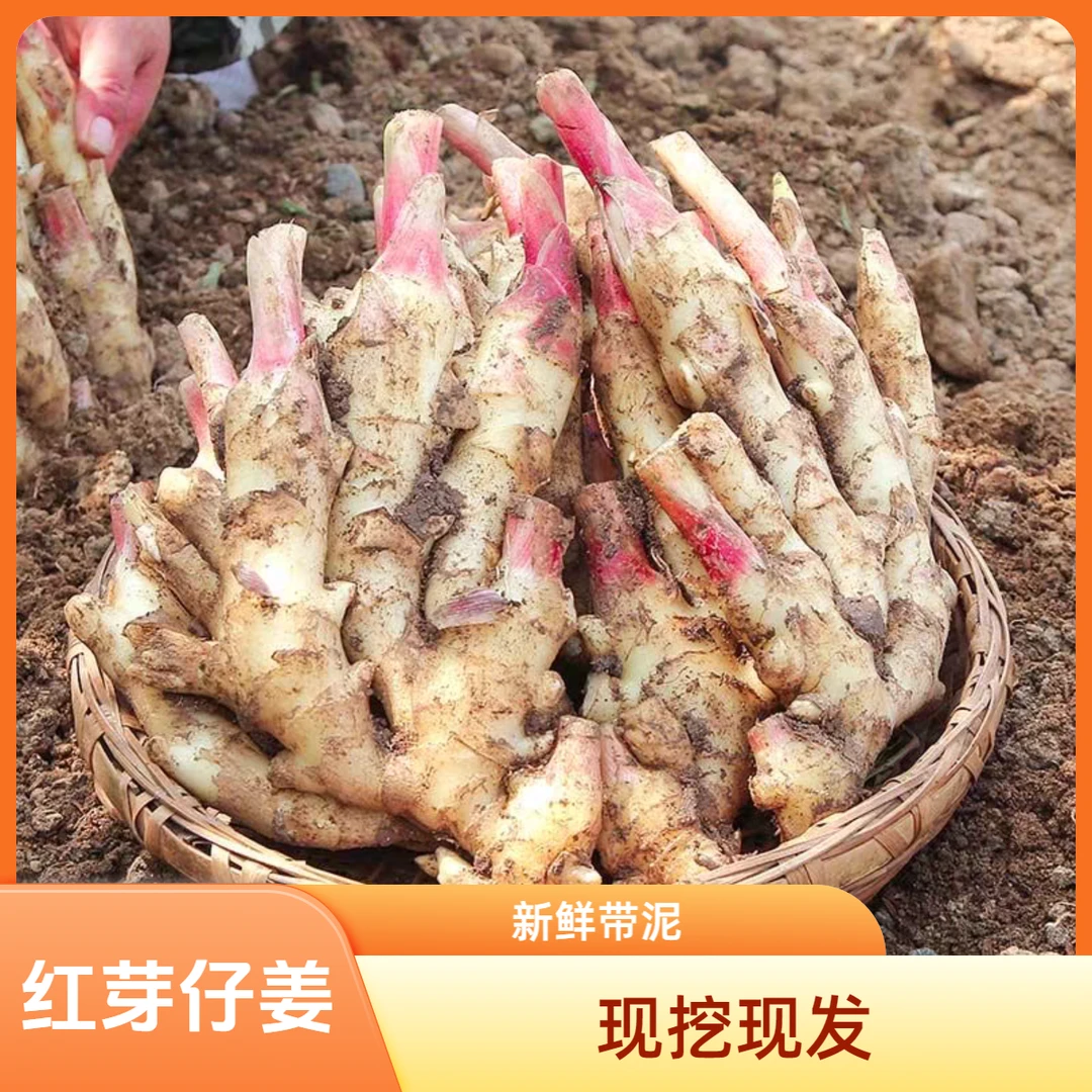 应季带泥红芽仔姜  现挖现发