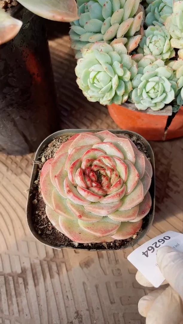 【闪购商品】06264多肉