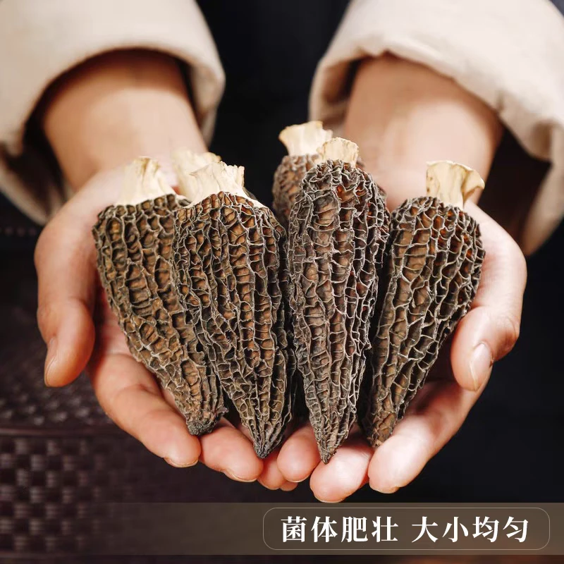 （李思亏钱福利）野头茬羊肚菌2025新货羊肚
