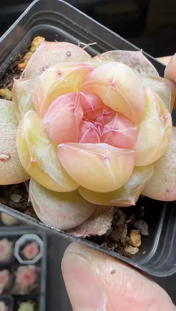 【闪购商品】一物一拍0213—39