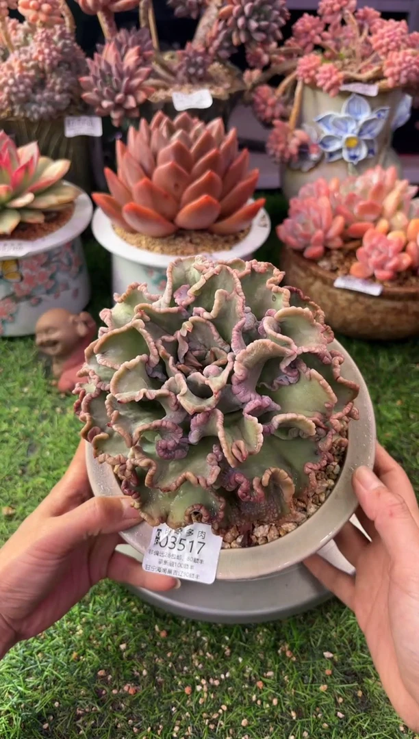 昆明印象多肉03517