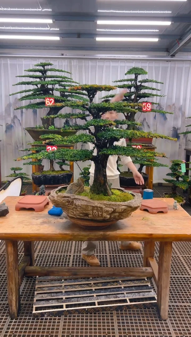 无花朵云*精品盆景直播间一物一拍