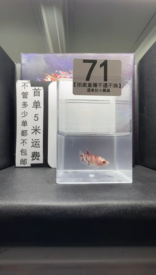 斗鱼母鱼编号：71