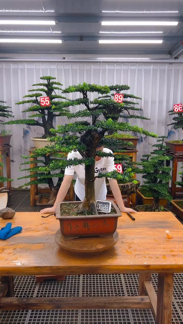 无花朵精品盆景直播间一物一拍