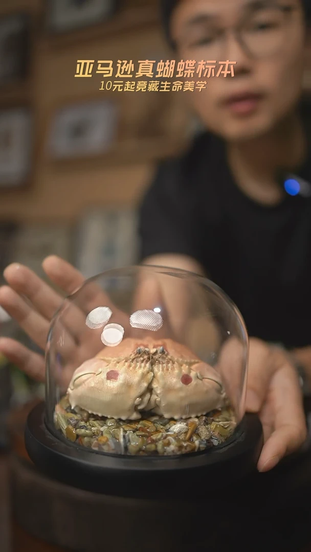 有机玻璃馒头蟹标本