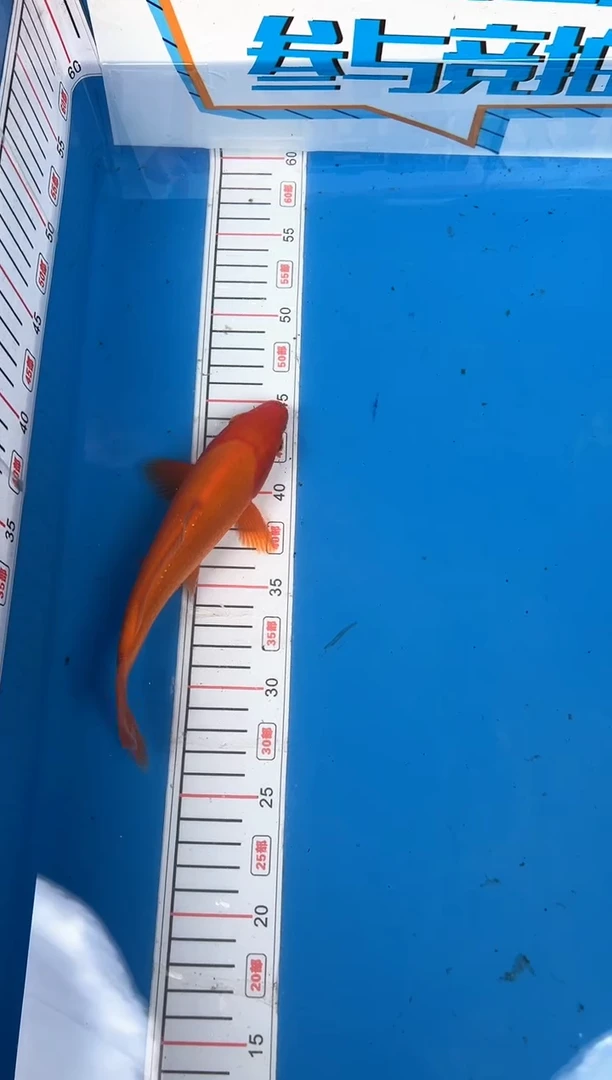 锦鲤博****司27号锦鲤鱼 芥子 19公分