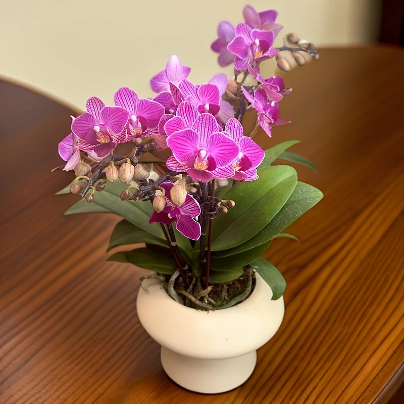 【小可爱】蝴蝶兰盆栽花卉观花植物室内四季开花优质耐旱陶瓷盆6