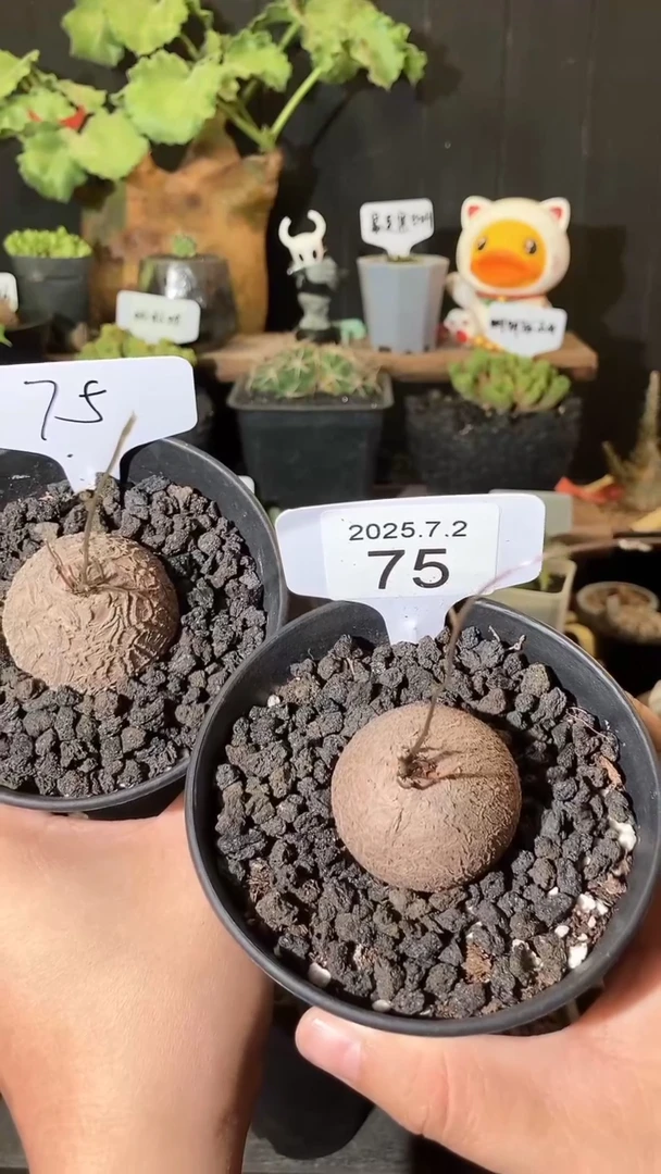 75号702福利南非龟甲龙买1送1个