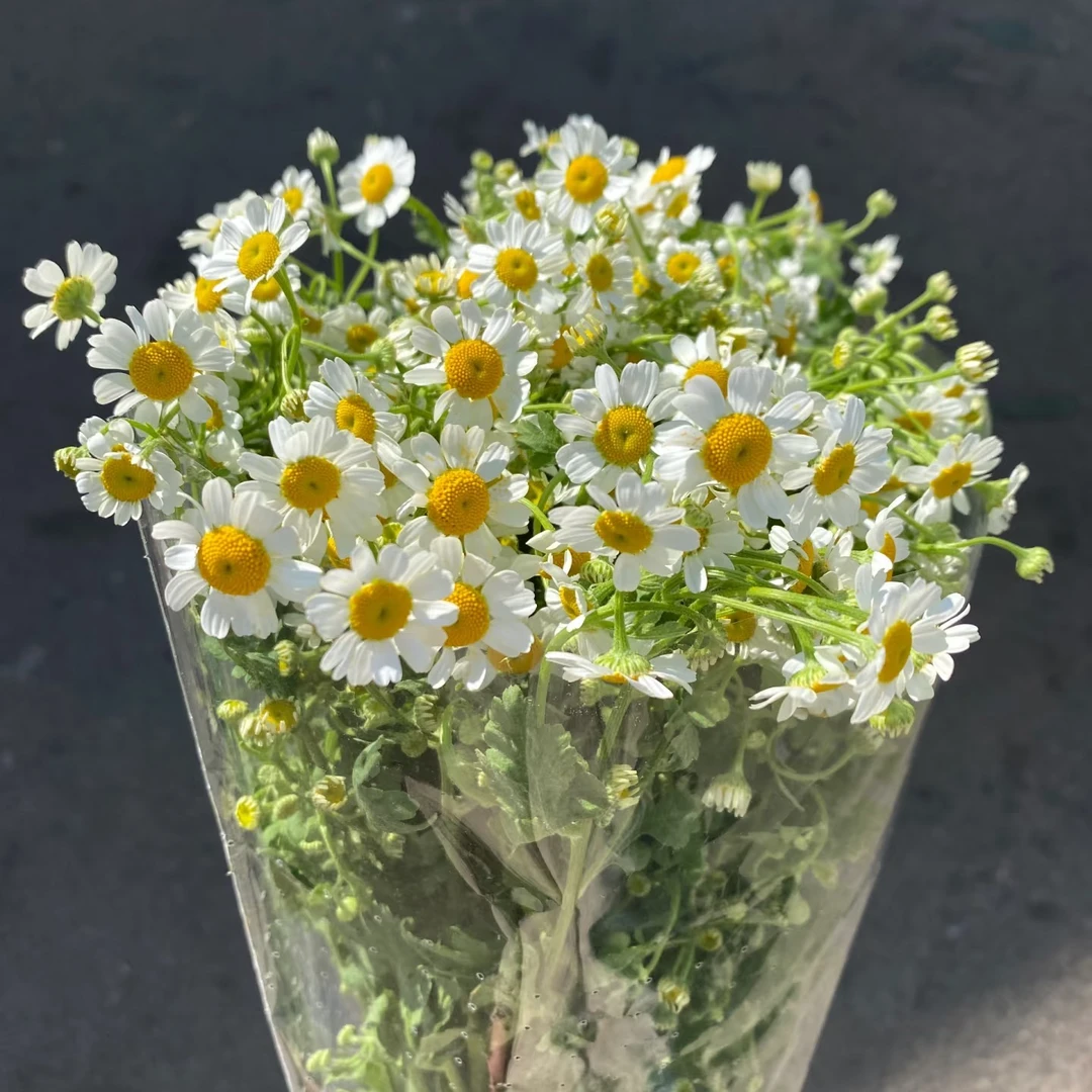 洋甘菊鲜花花束清新高颜值菊花云南基地直发客厅办公室鲜花长花期