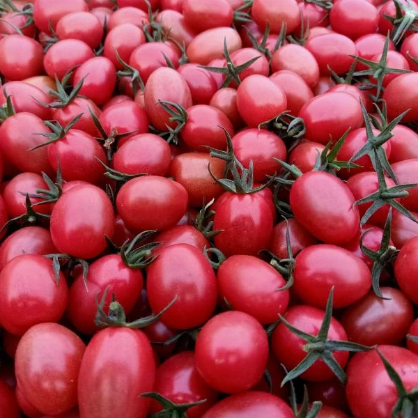 碧娇柿子约500g/份