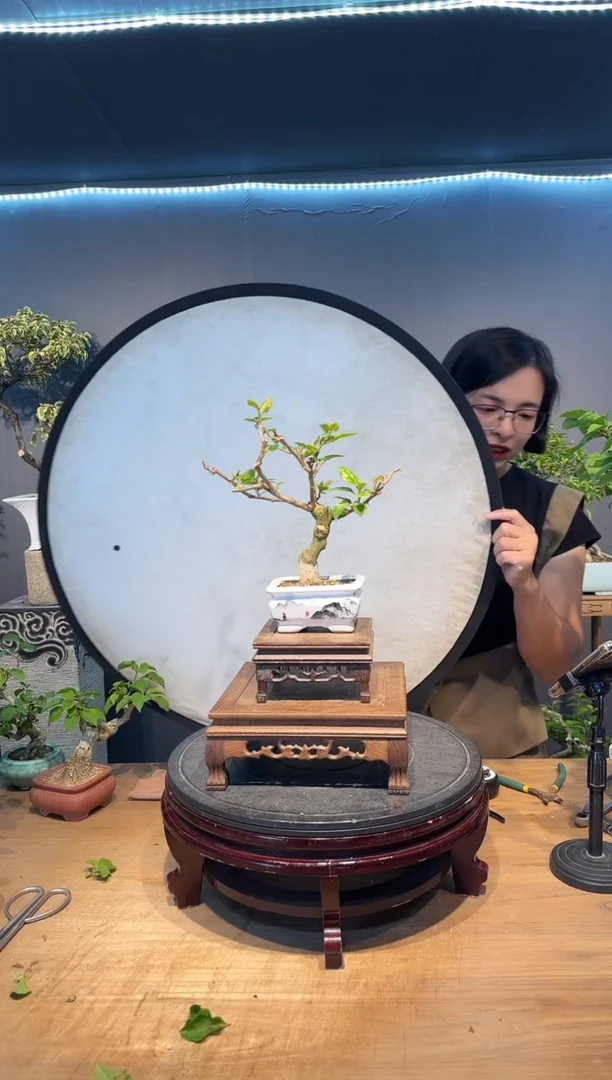 wilsh  洋红公主三角梅