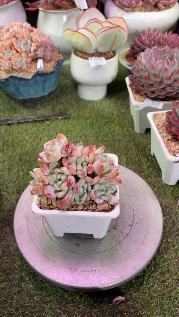 【闪购商品】10576