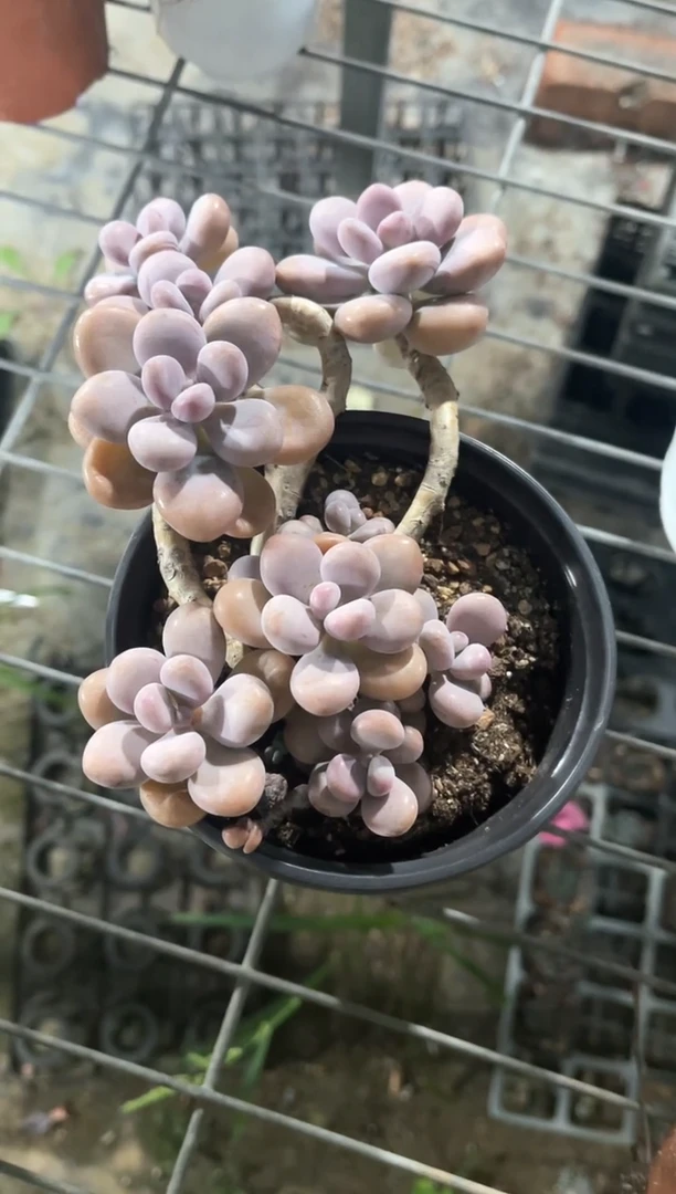 大桃蛋精品多肉植物