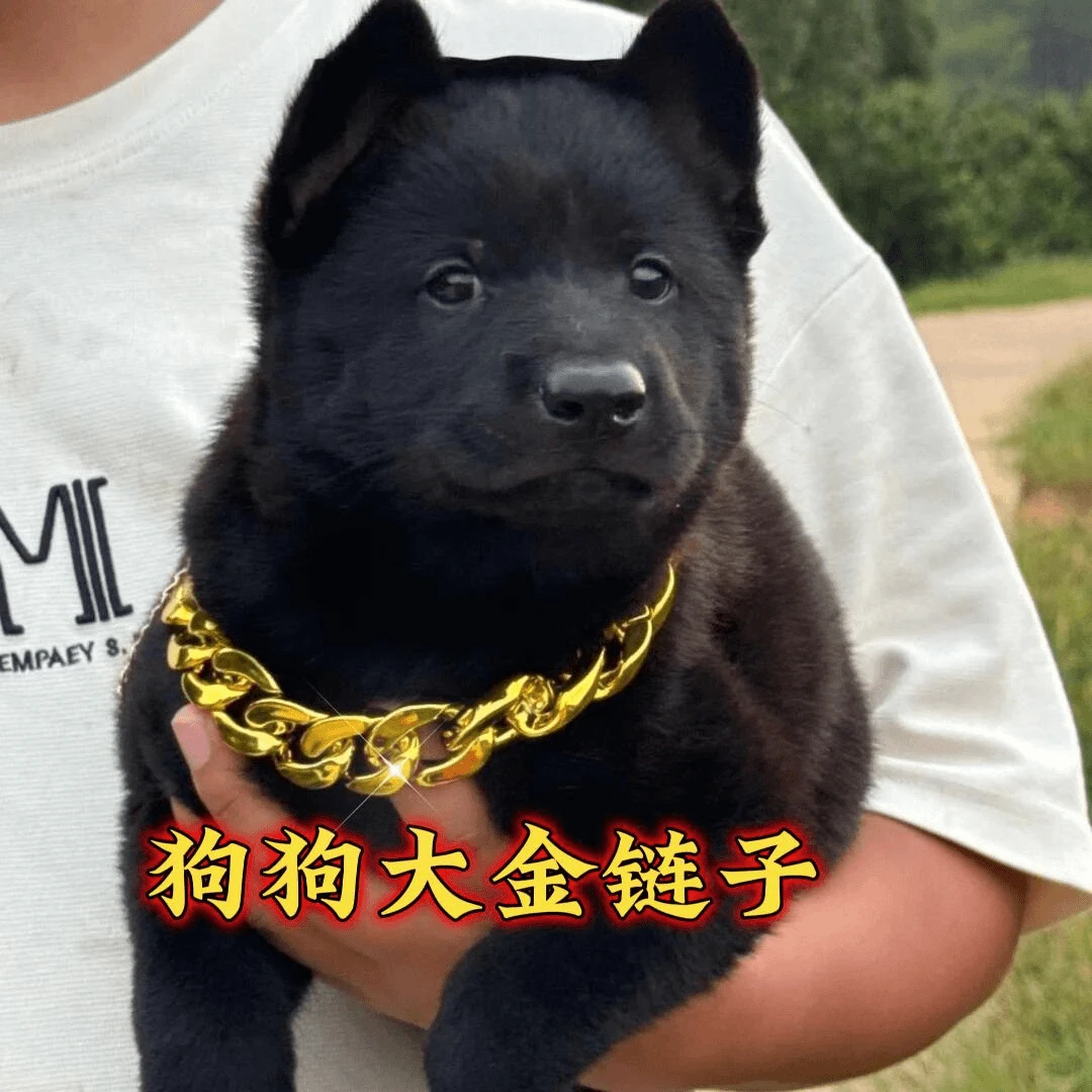 超帅狗狗塑料仿真大金链子法斗恶霸犬宠物饰品猫咪项链狗狗项链