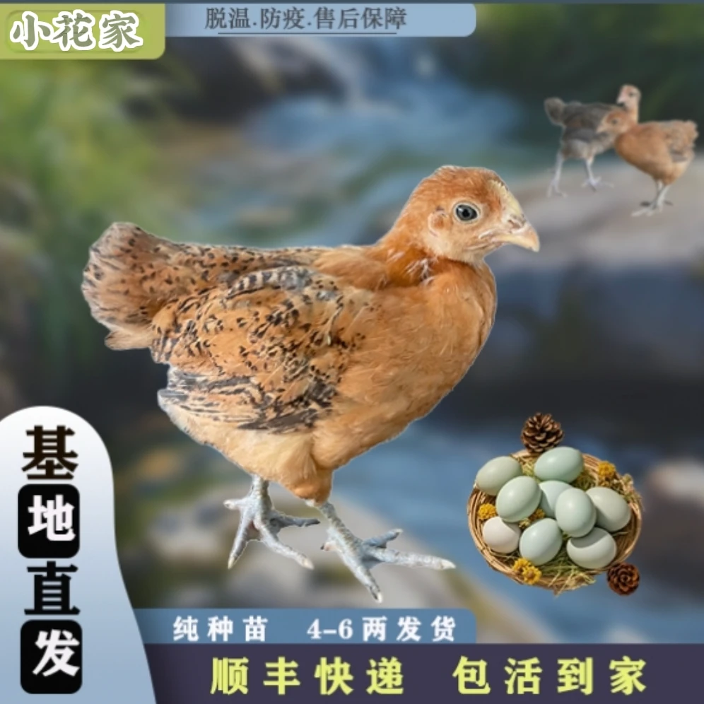 青腿红瑶宠物鸡黑脚鸡散养半斤左右发货（买8送4，搭配发货）