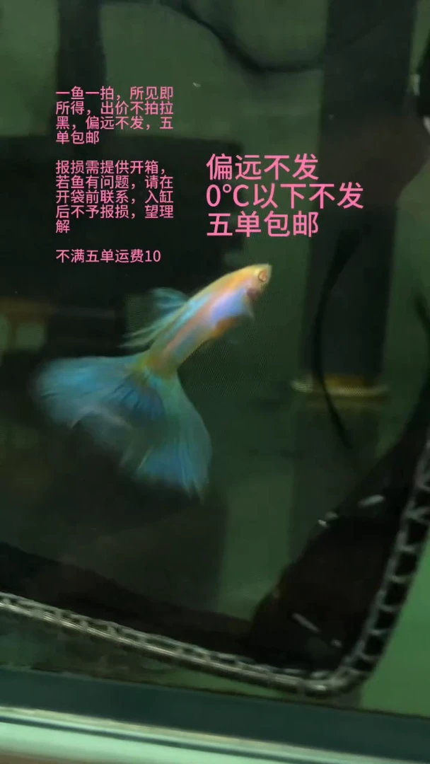 孔雀鱼孔雀鱼 01