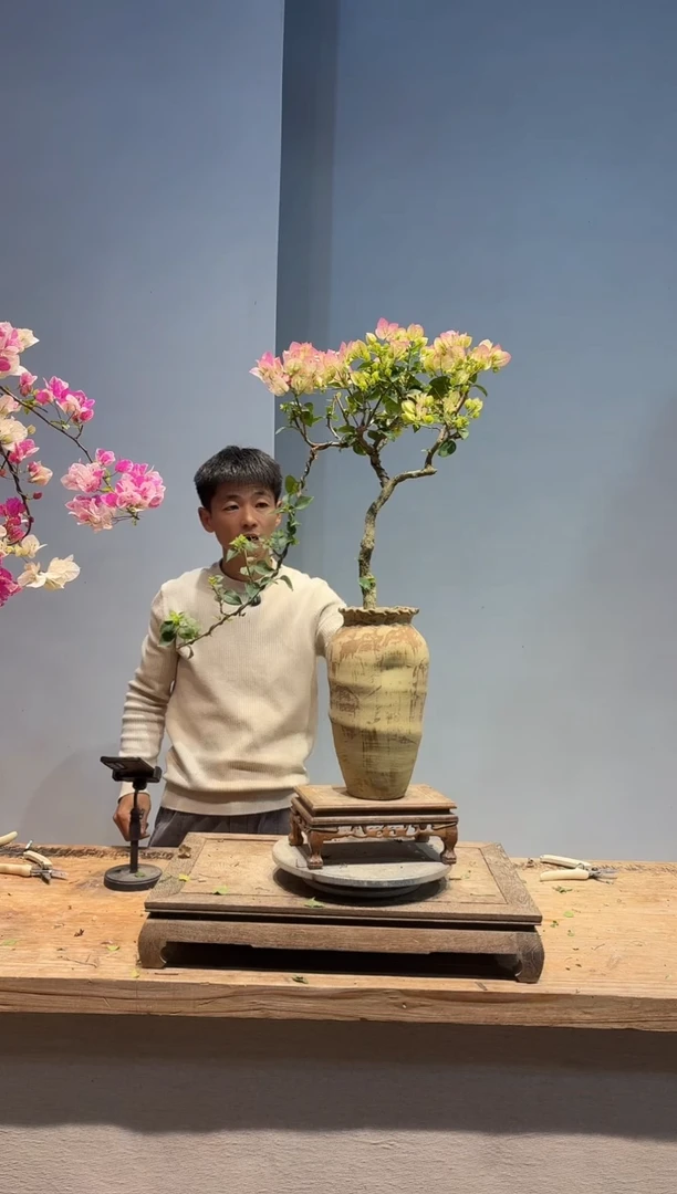 以实际为准三角梅89