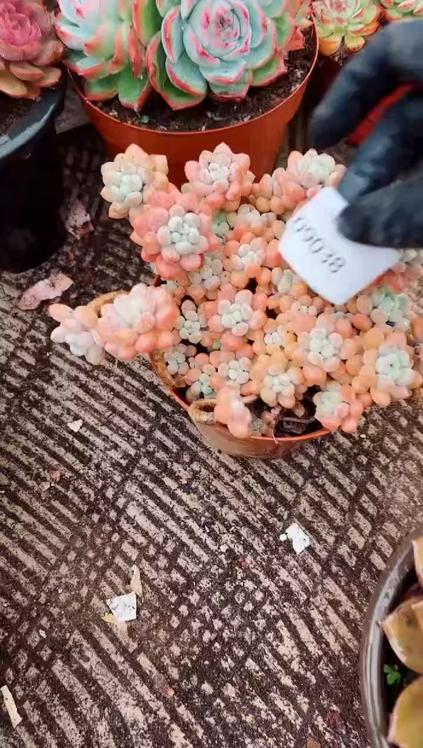 日*多肉植物一物一拍09038