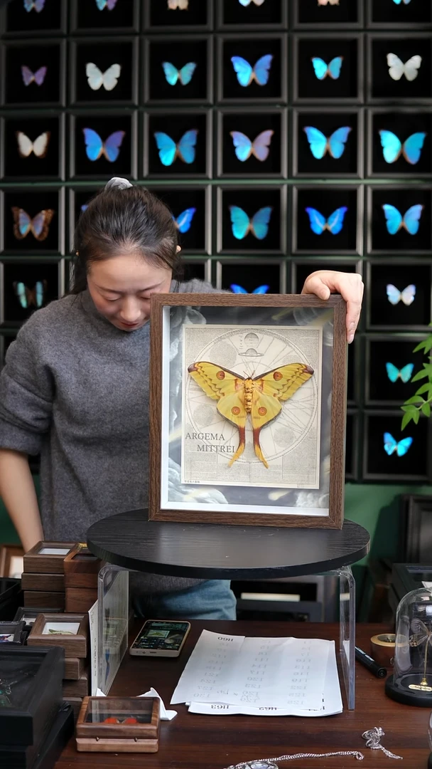 彗星尾大蚕蛾标本摆件