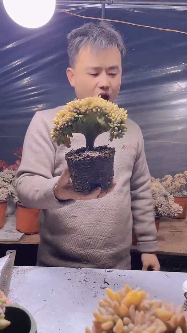 【闪购商品】缀化308