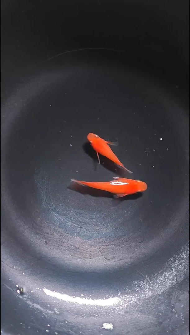 青鳉鱼观背青鳉003