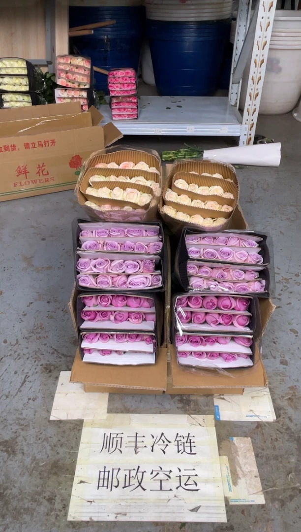 紫霞20枝+海洋之歌20枝+小白兔20枝