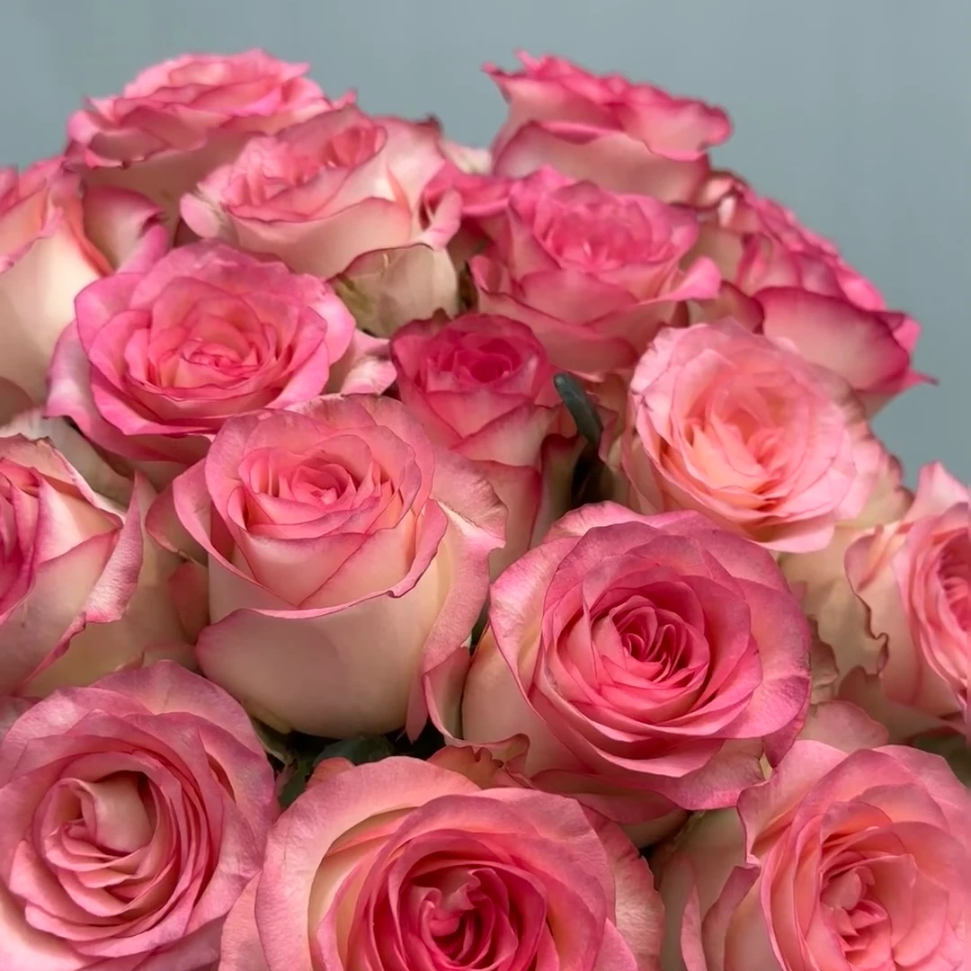 【艾莎玫瑰】云南鲜切花基地现采 鲜花