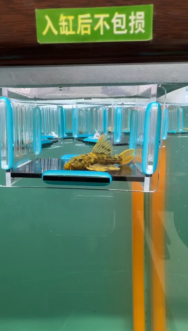 清道夫鱼091号096入缸不包损录制完整开箱视频6.4厘米