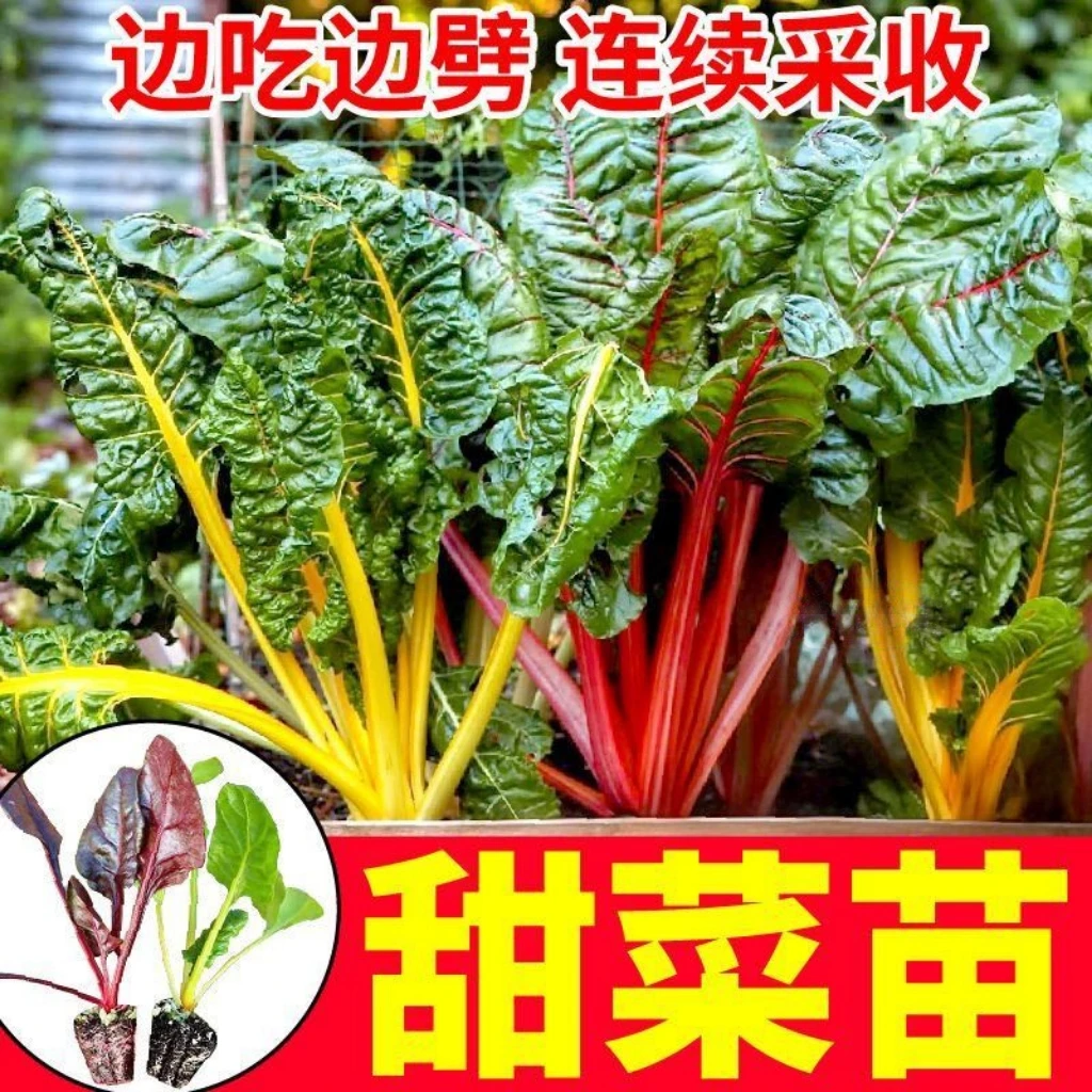 红杆金杆甜菜苗金杆牛皮菜阳台盆栽庭院种植
