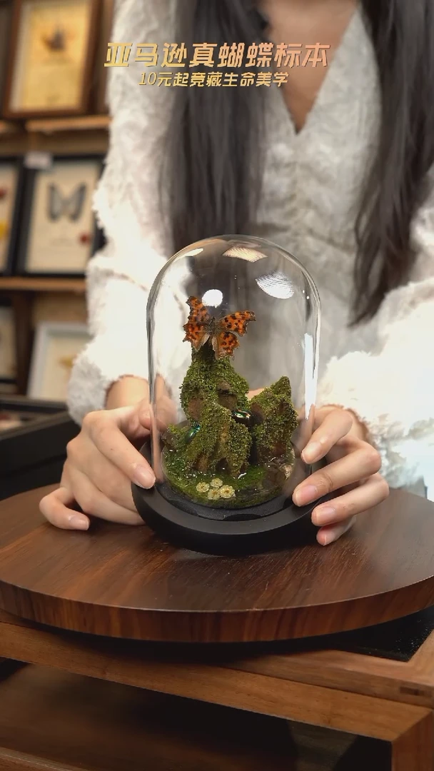 蝴蝶标本摆件一口价N157