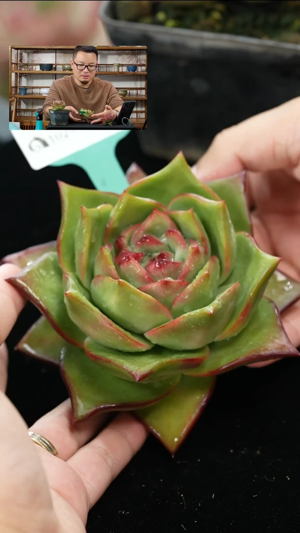 从前慢多肉精选编号1029.121