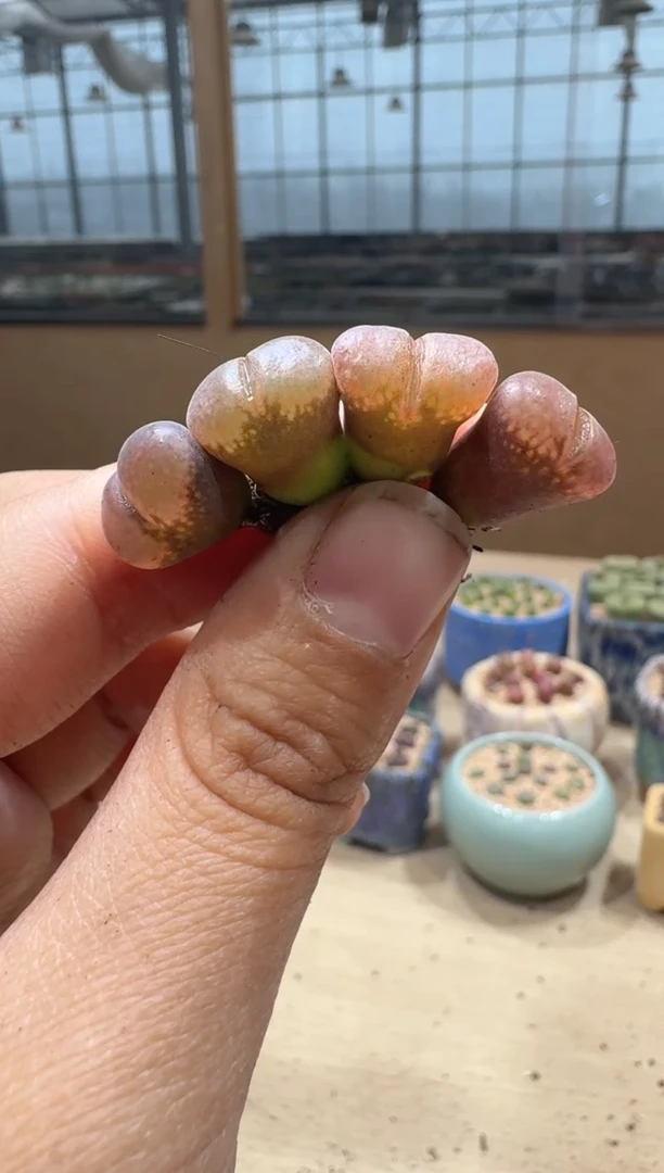 13-41多肉植物肉锥