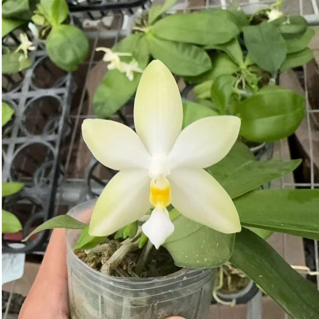 白贝2.5寸开花或花苞 客厅庭院