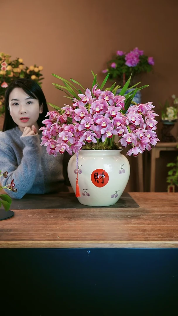 【闪购商品】盆景小粉拱兰 财