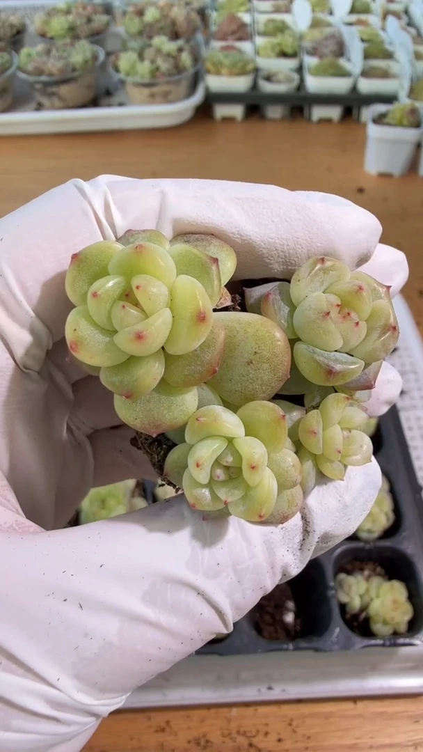 绿透单双混 3颗量拍混发 满9.9包邮