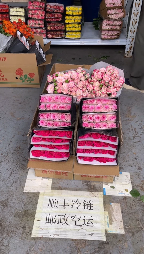 佛洛依德20枝+洛神20枝+折射10枝