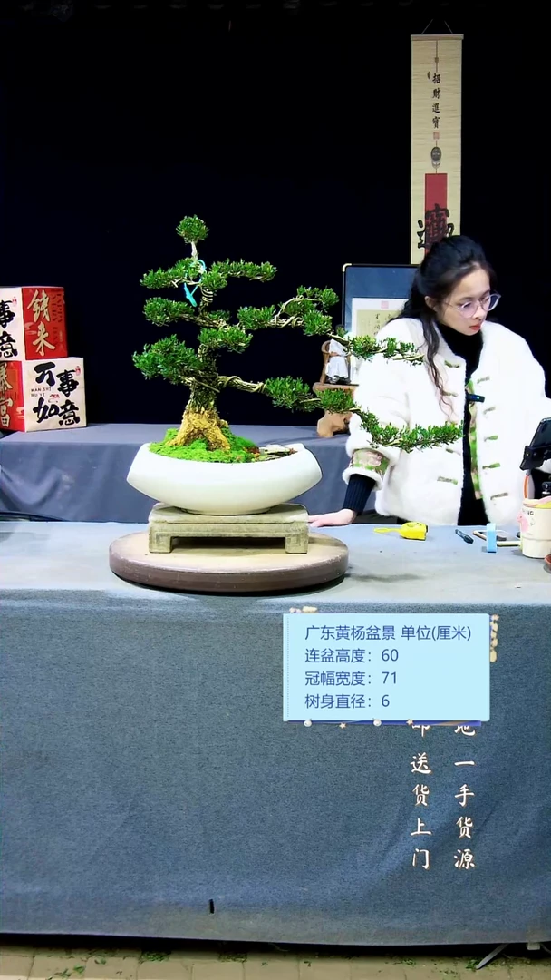 【闪购商品】雀舌黄杨盆景雀舌黄杨盆景