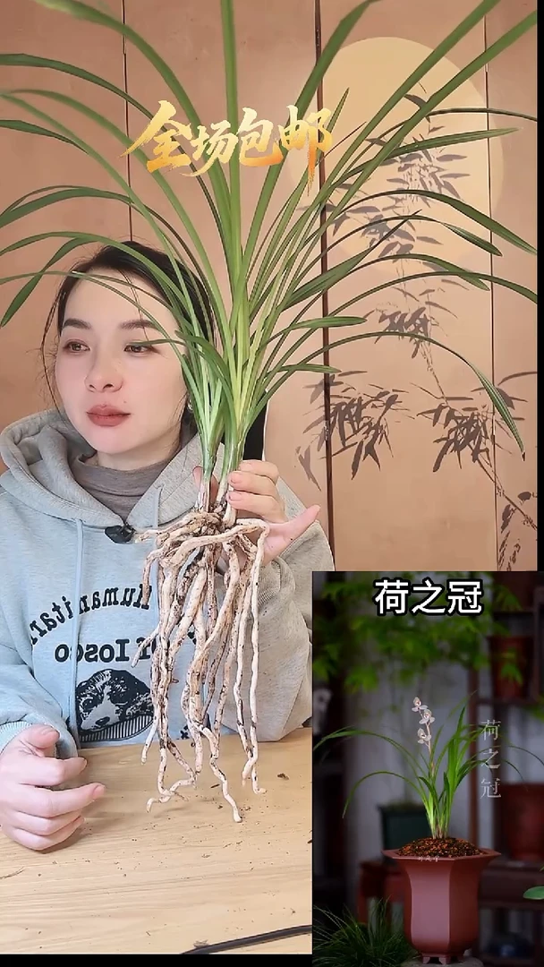 当前无花栽培后可以开花：荷之冠