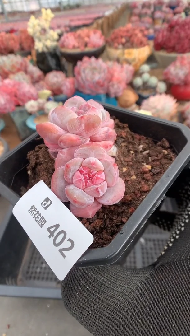 402星影多肉植物一物一拍