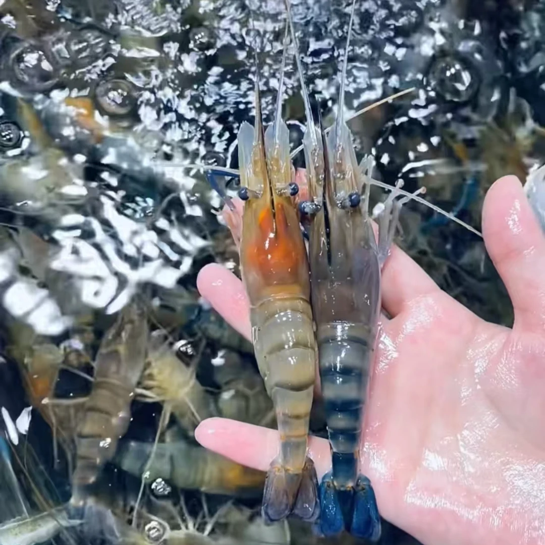 鲜活谈水罗氏虾/肉质饱满