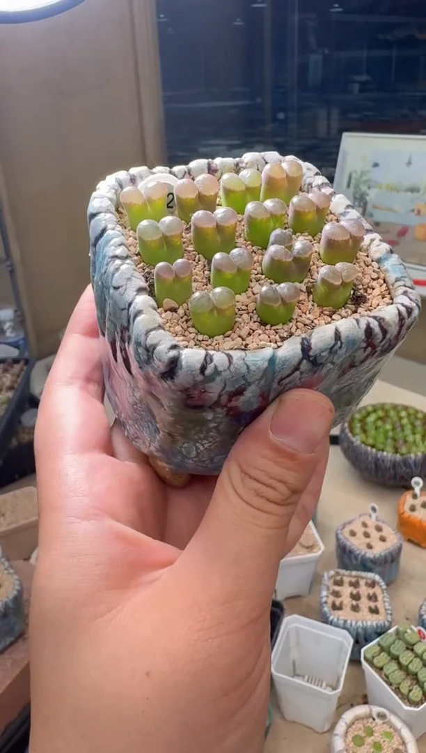 7.4-63多肉植物月光石一颗