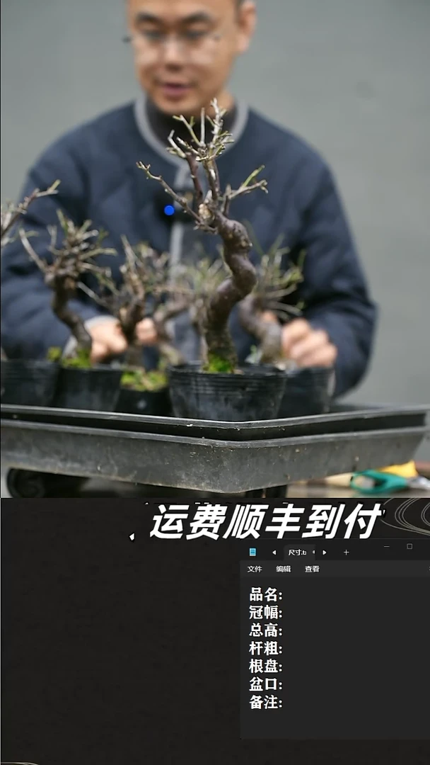 【闪购商品】野梅随机发货