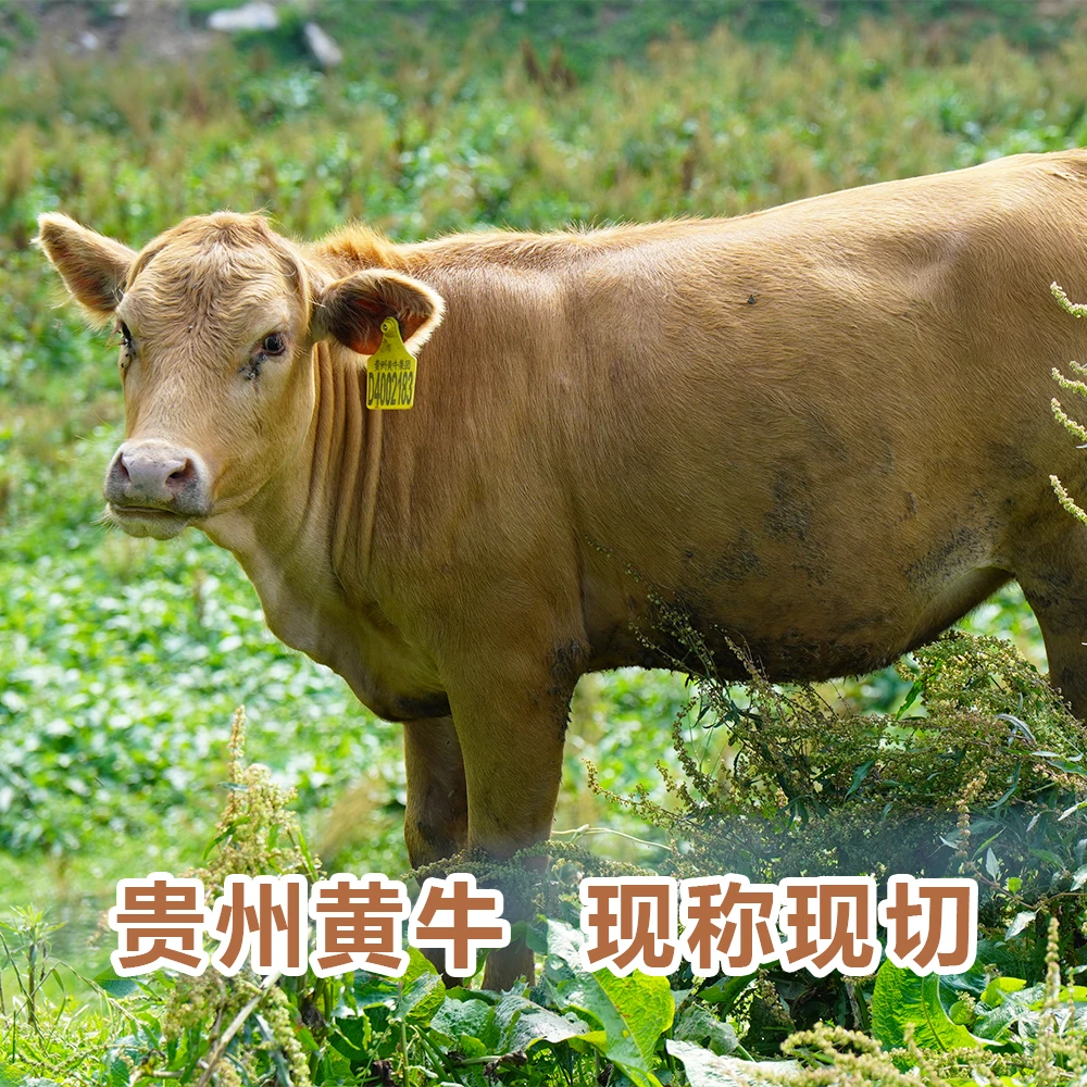 【现称改价】贵州黄牛原切新鲜牛肉生牛肉顺丰包邮2斤/3斤/4斤牛肉同城配