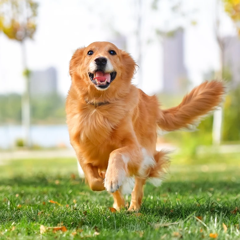 猫砂惊喜价!以主播介绍为准!!盲盒猫砂混合猫砂强效吸附高效除臭