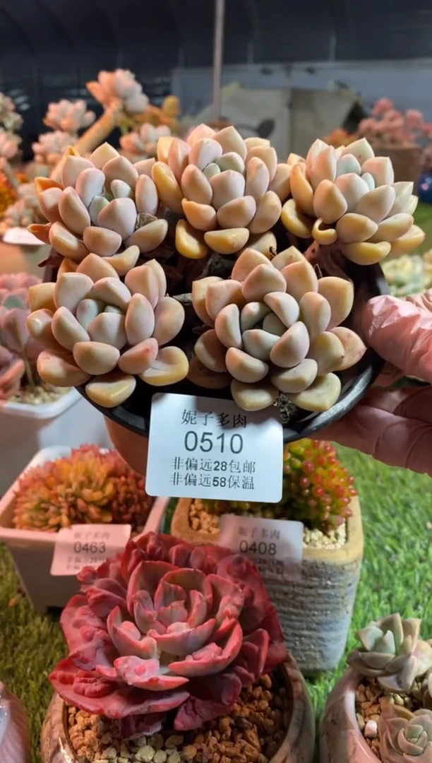 【闪购商品】0510a