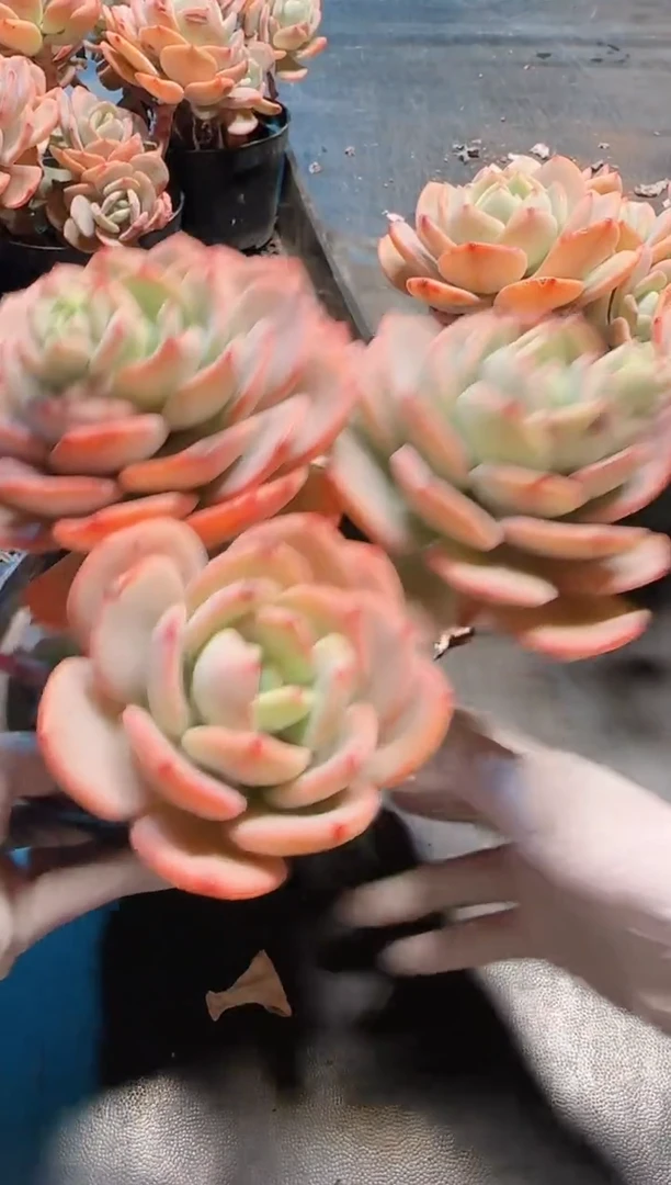 【闪购商品】白月光多肉