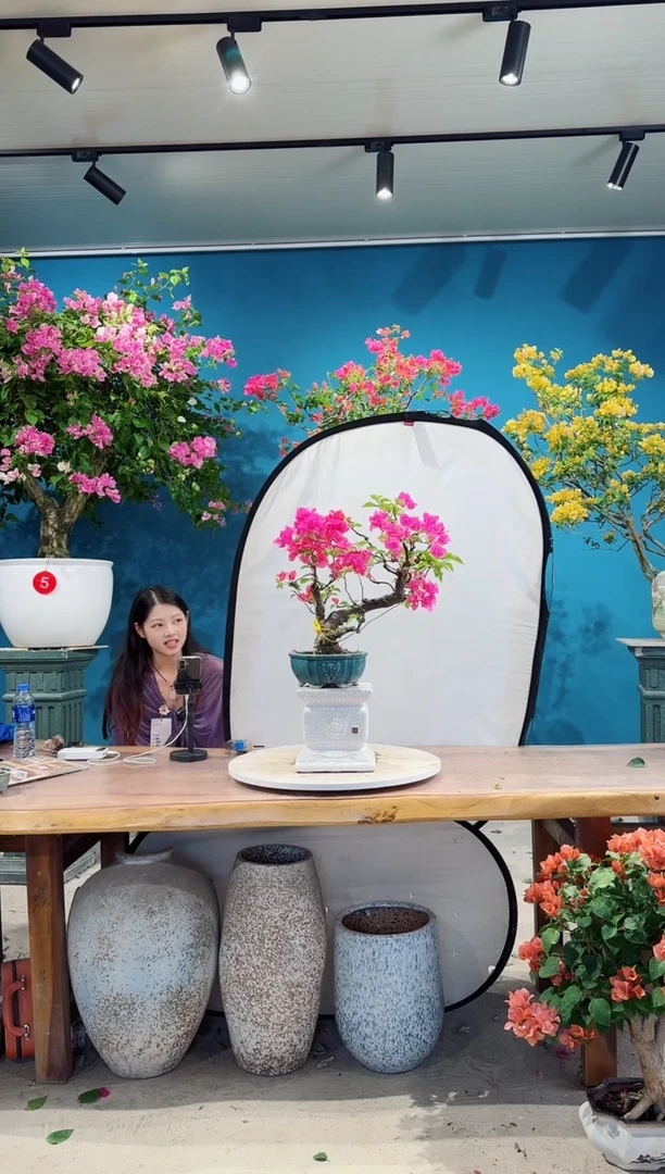 全部花朵四季同安红三角梅